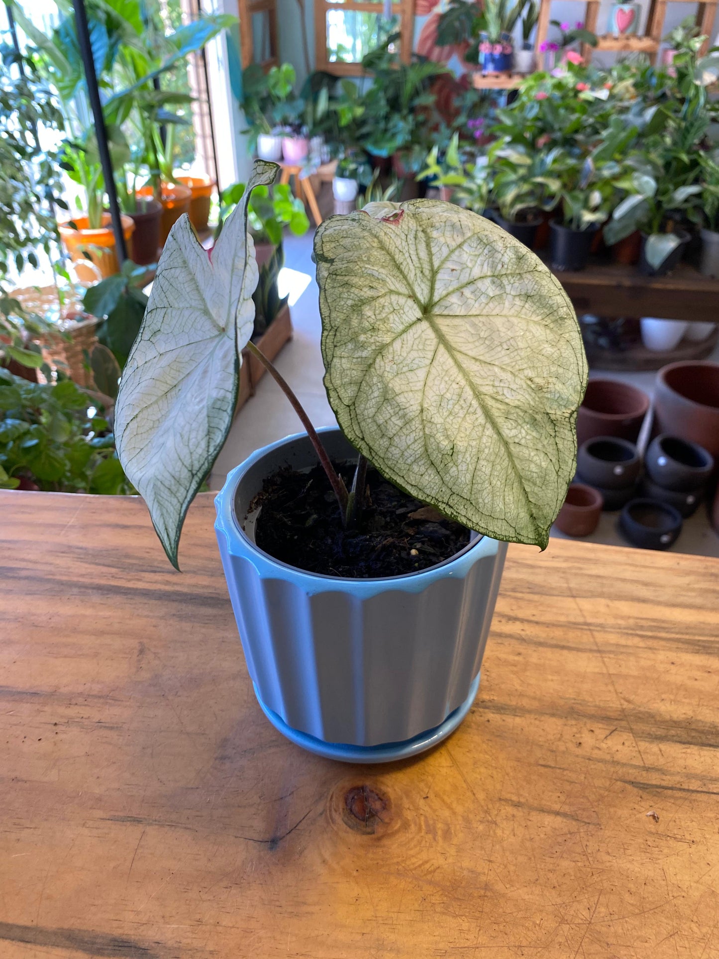 Caladium