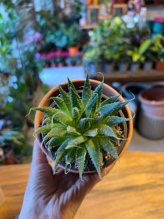 Haworthia