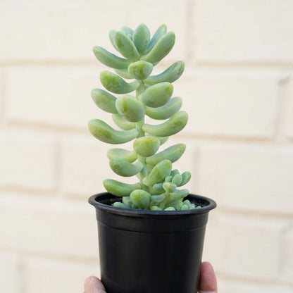 Sedum Treleasei