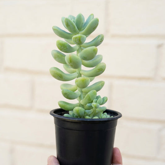 Sedum Treleasei
