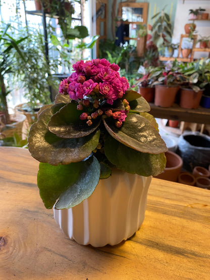 Kalanchoe Happy House