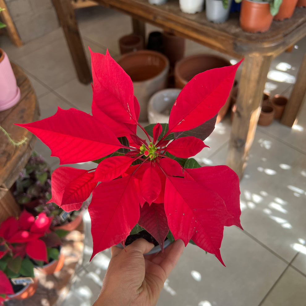 Corona del Inca (flor de navidad) – La Loca de las Plantas