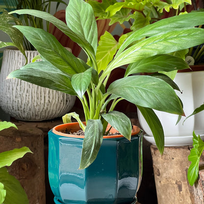 Espatifilio Variegado + Macetero Cerámica