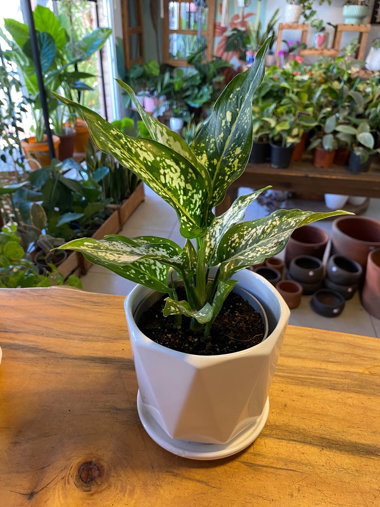 Aglaonema Perdiz
