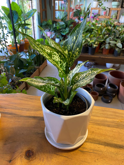 Aglaonema Perdiz