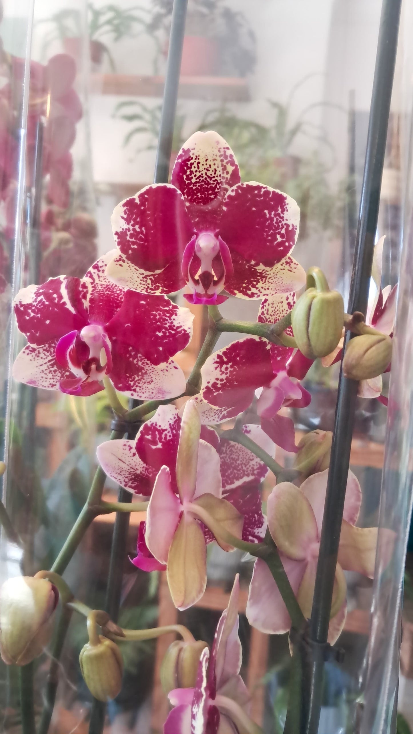 Orquidea Phalaenopsis