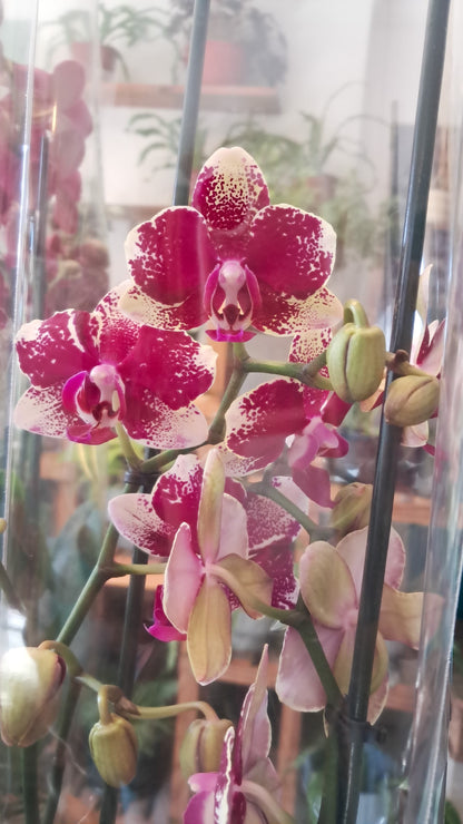 Orquidea Phalaenopsis