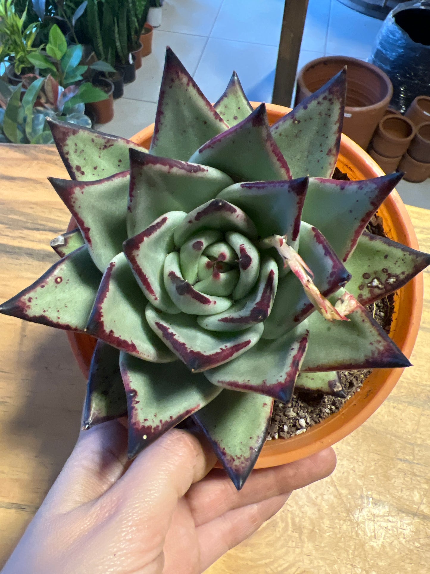 Echeveria Lipstick