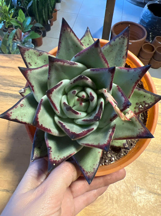 Echeveria Lipstick