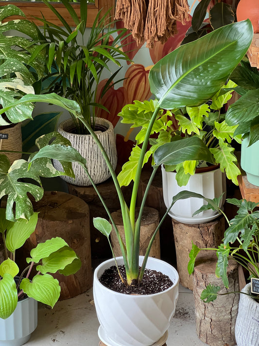 Strelitzia Nicolai + Macetero Cerámica