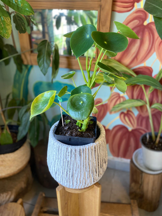 Peperomia Cucharita L