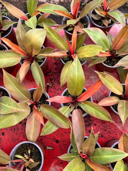 Filodendro Princes Orange
