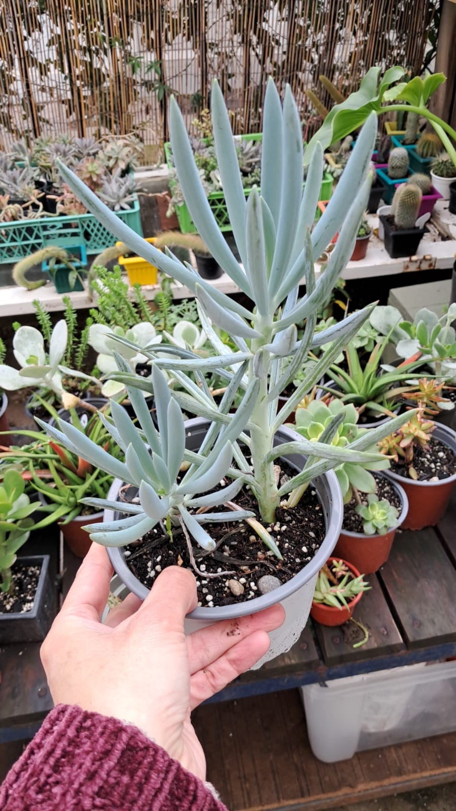 Senecio serpens