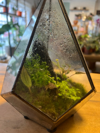 Terrario de Vidrio "Prisma" Mediano