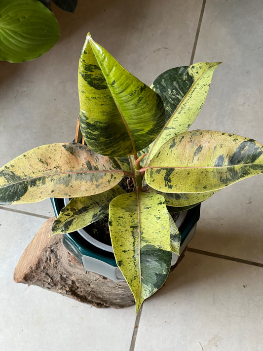 Ficus Shivereana + Macetero Cerámica