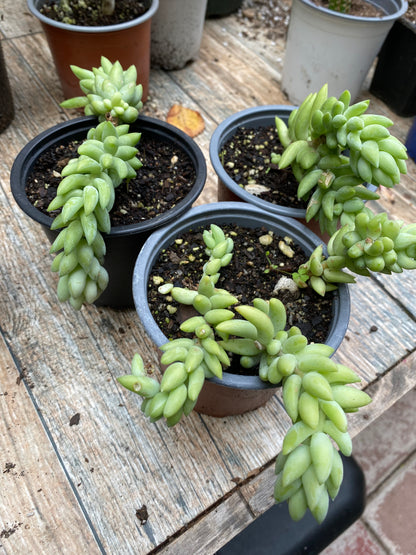 Suculenta Cola De Burro S