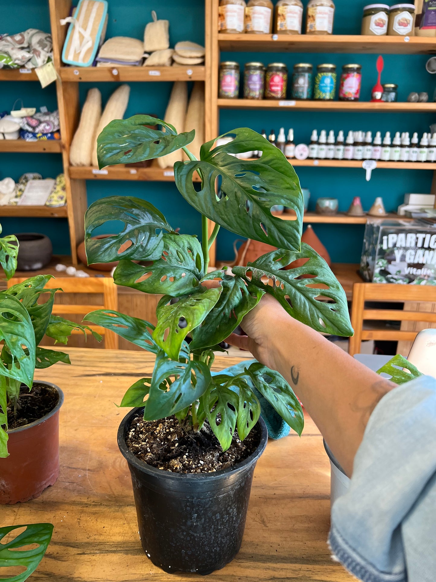 Monstera Adansonii Acuminata