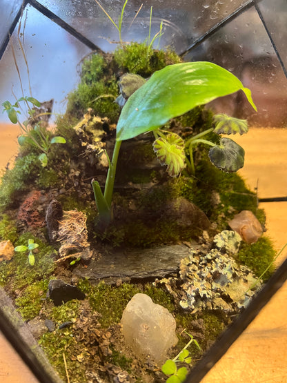 Terrario de Vidrio "Prisma" Mediano