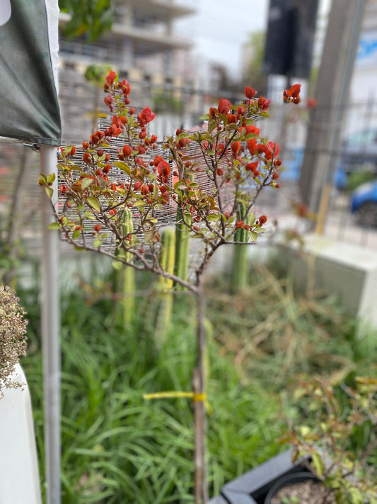 Bugambilea Xl