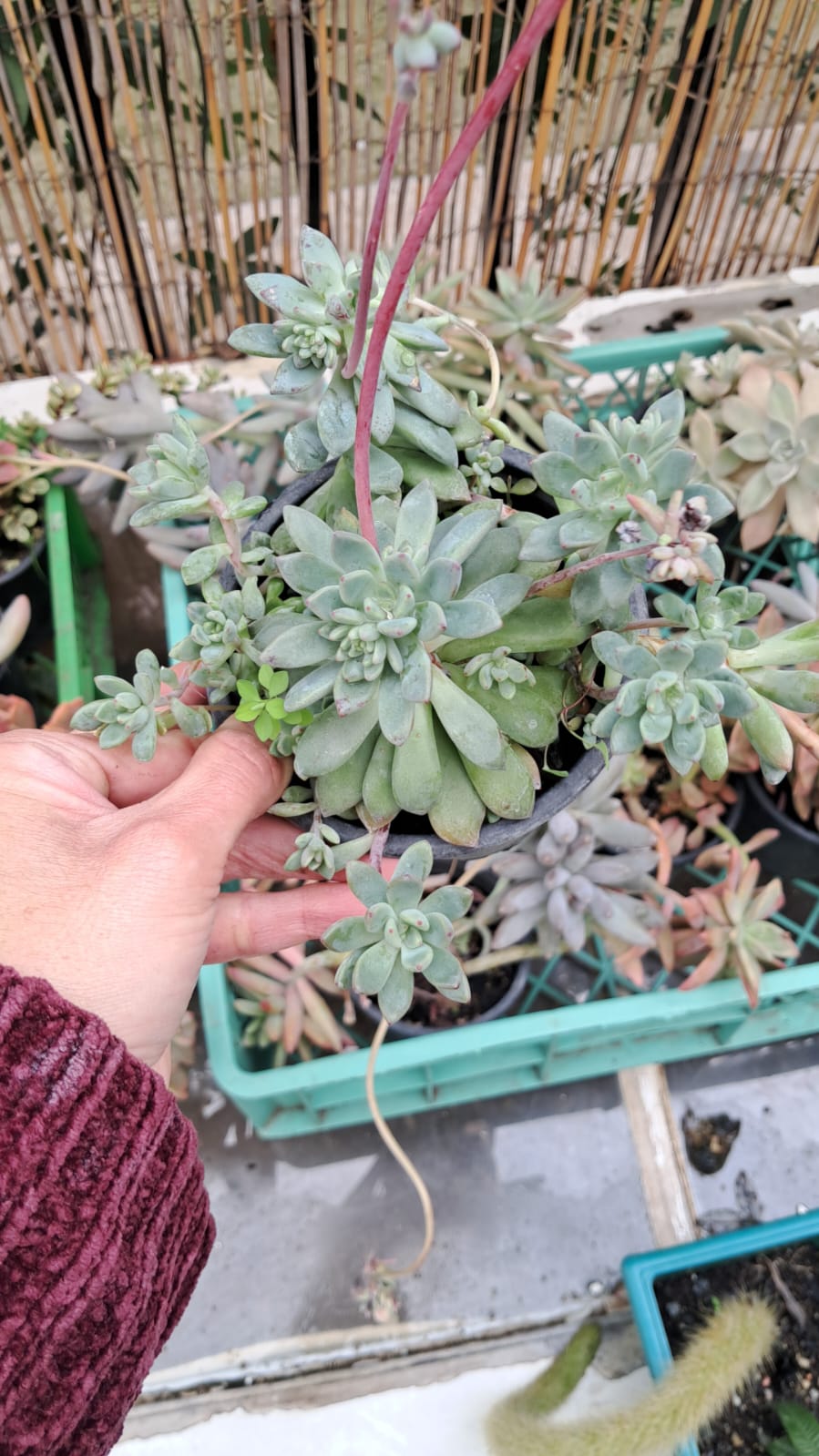 Echeveria prolifica