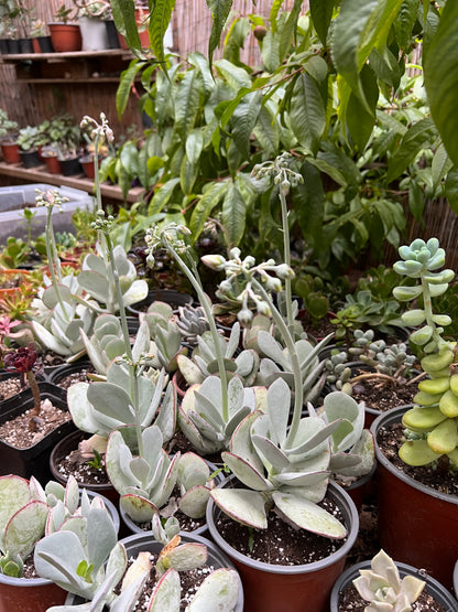 Crassula Silver