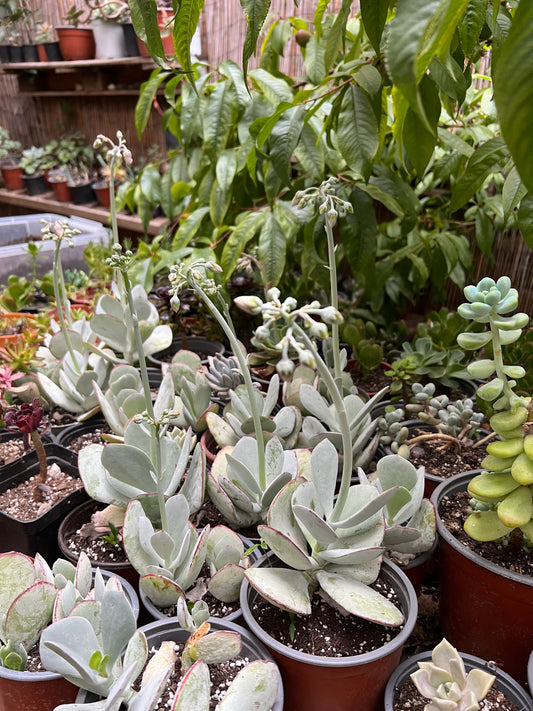 Crassula Silver