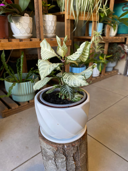 Aphelandra White Wash
