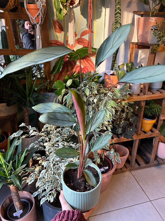 Calathea Grey Star