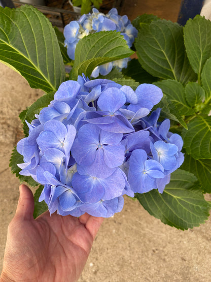 Hortensias
