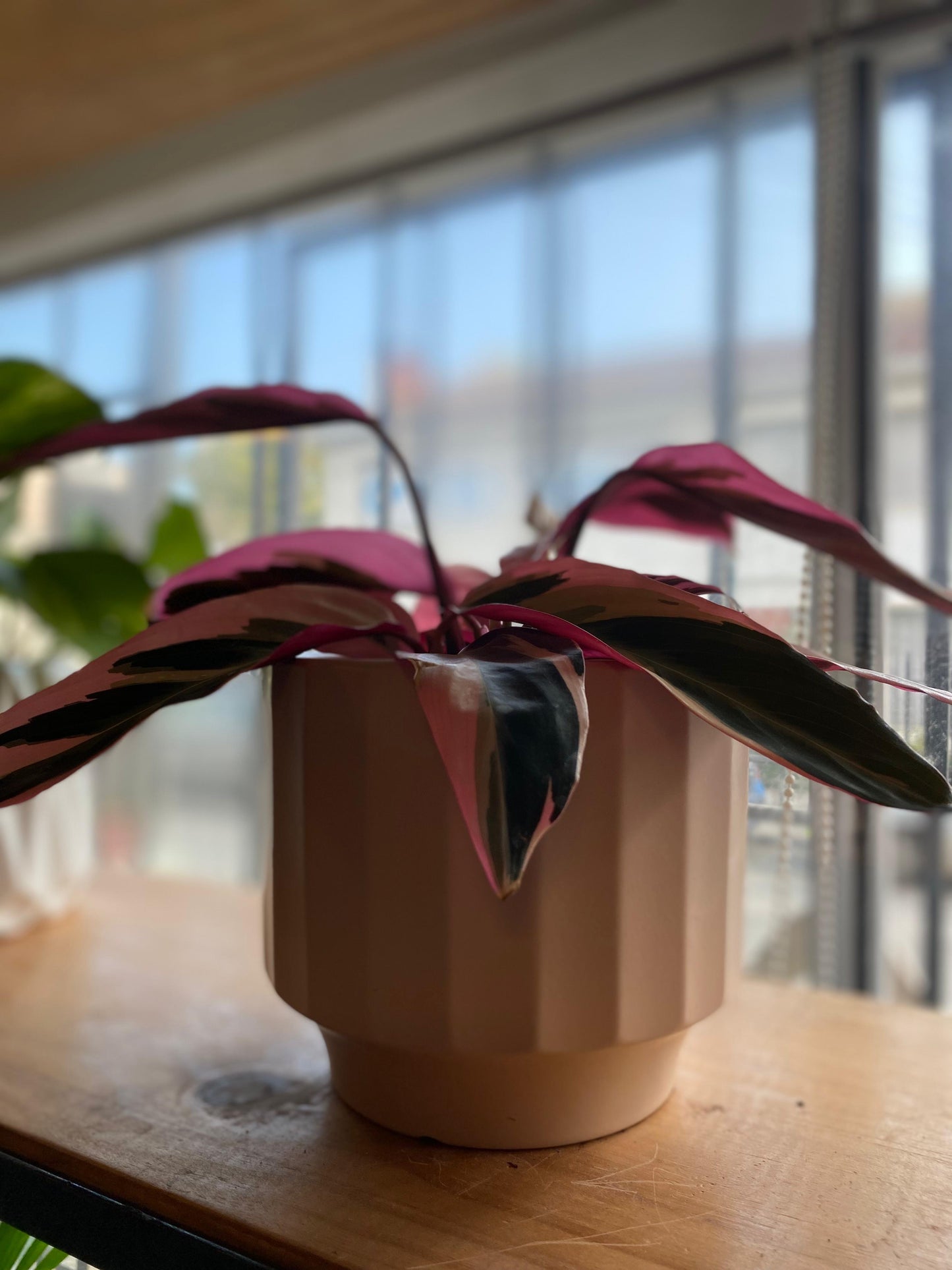 Calathea Stromanthe Triostar M