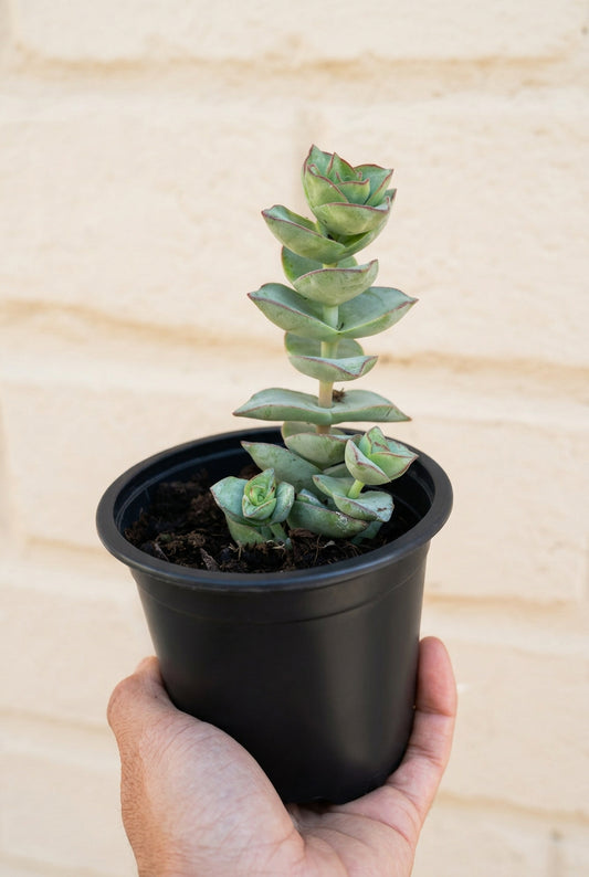 Crassula Perforata