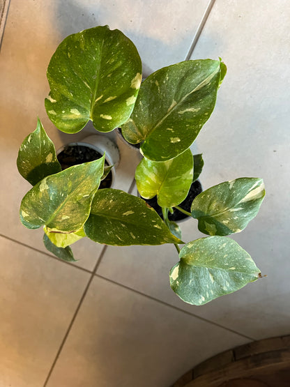 Monstera Variegada Thai Constellation