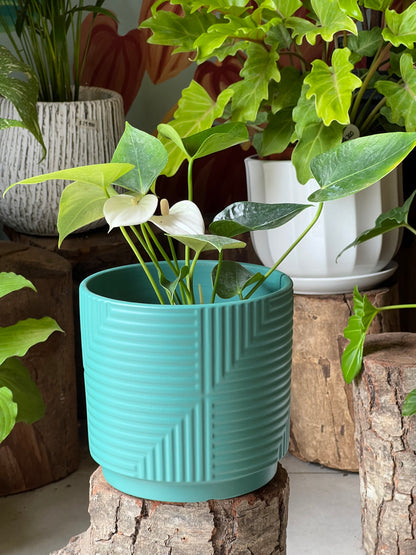 Anturio + Macetero Cerámica