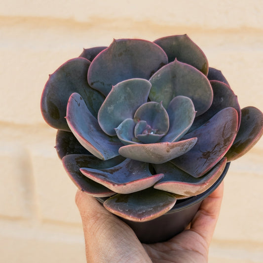 Echeveria Dusty Rose