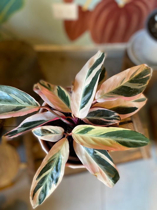 Calathea Stromanthe Triostar M