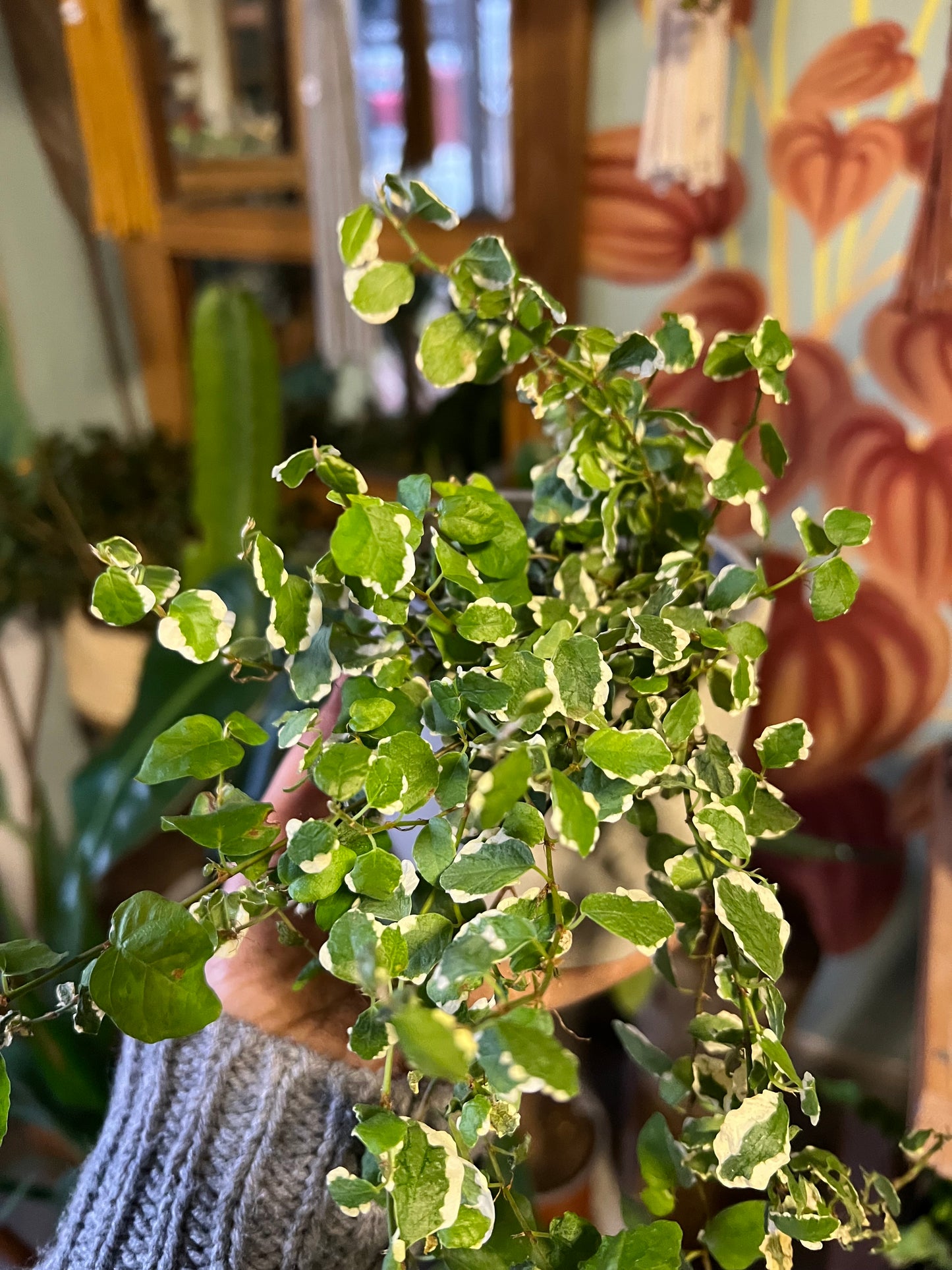 Ficus Repens