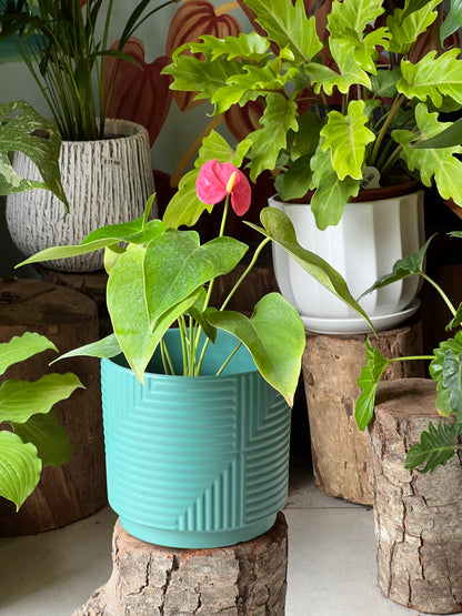 Anturio + Macetero Cerámica