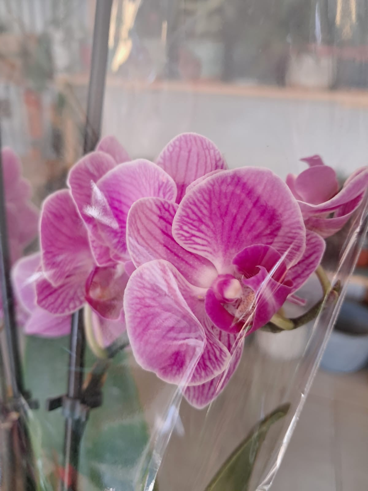 Orquidea Phalaenopsis