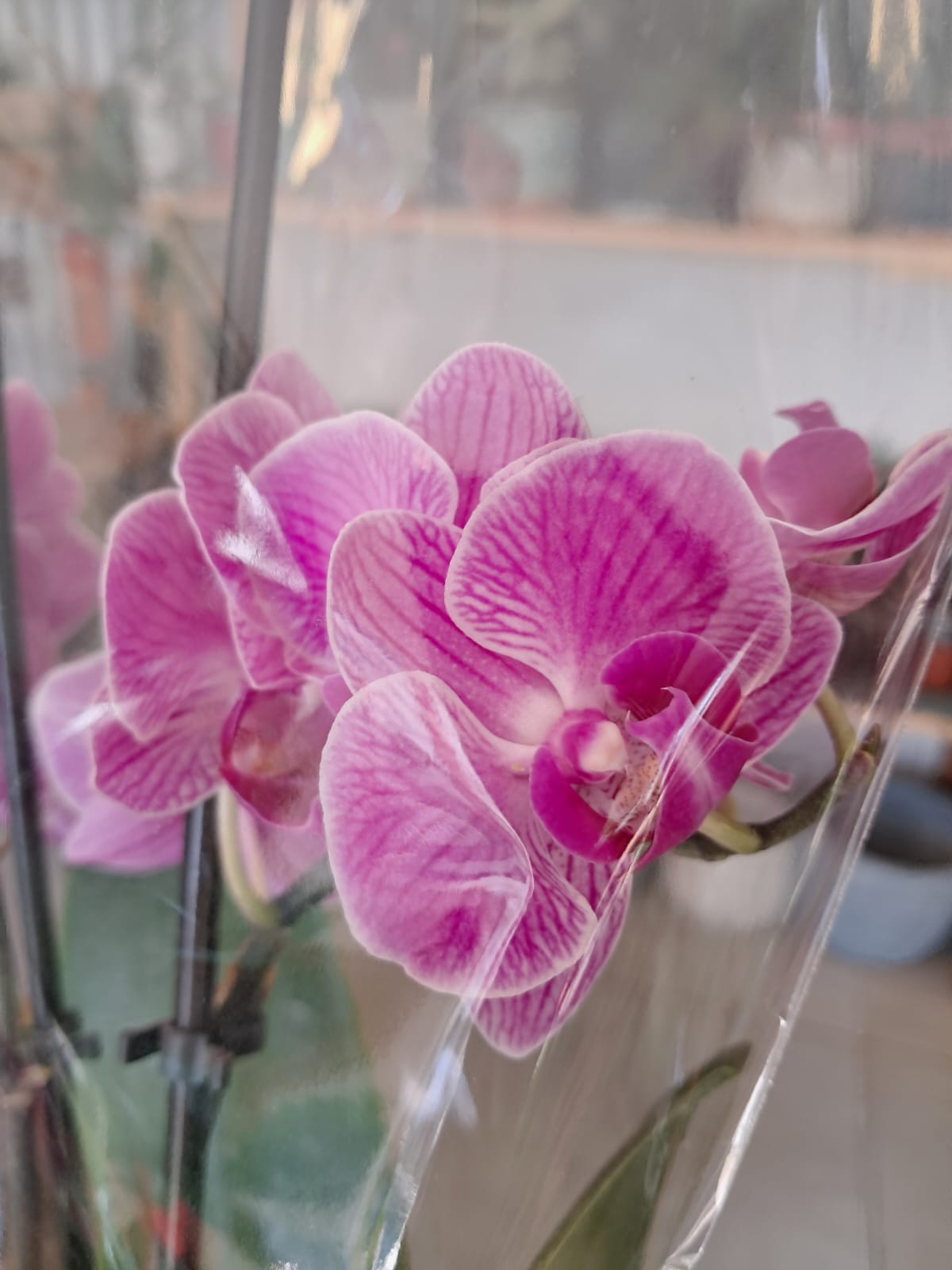Orquidea Phalaenopsis