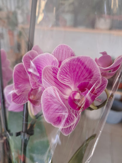 Orquidea Phalaenopsis