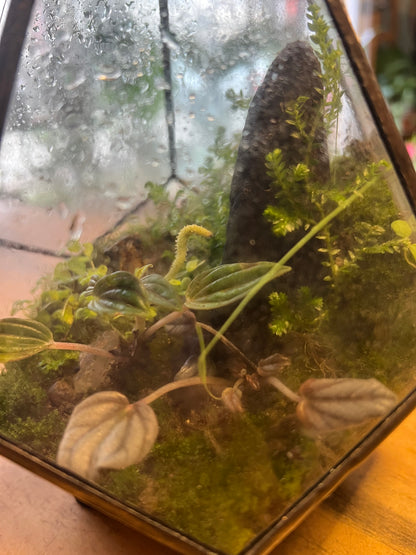 Terrario de Vidrio "Prisma" Mediano