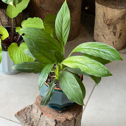 Espatifilio Variegado + Macetero Cerámica