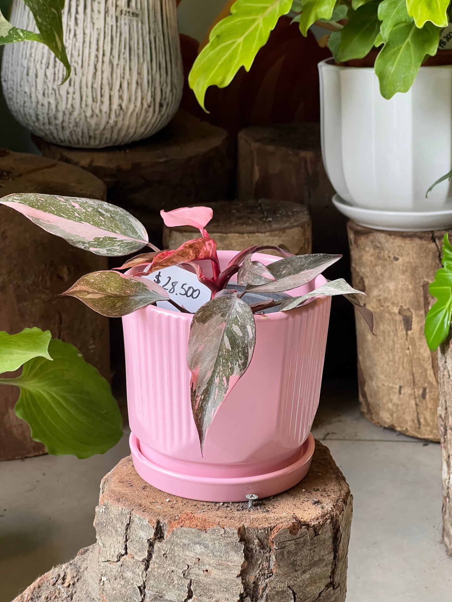 Filodendro Pink Princess + Macetero Cerámica