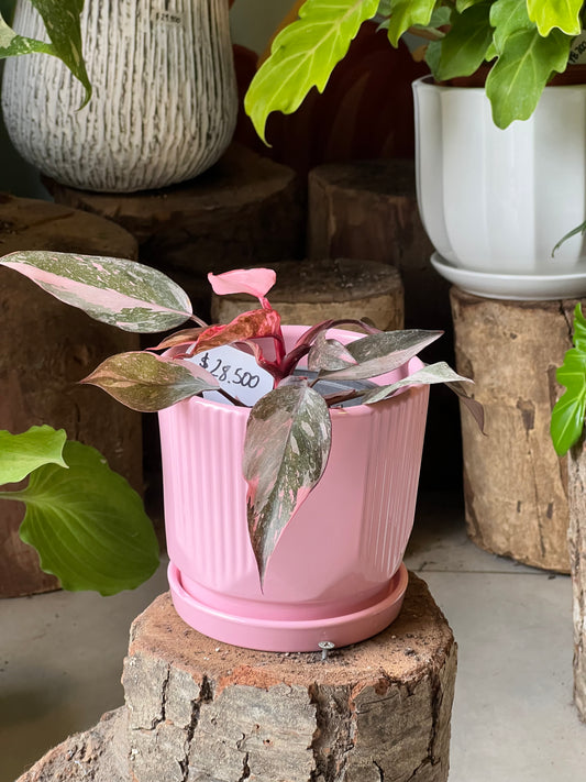 Filodendro Pink Princess + Macetero Cerámica