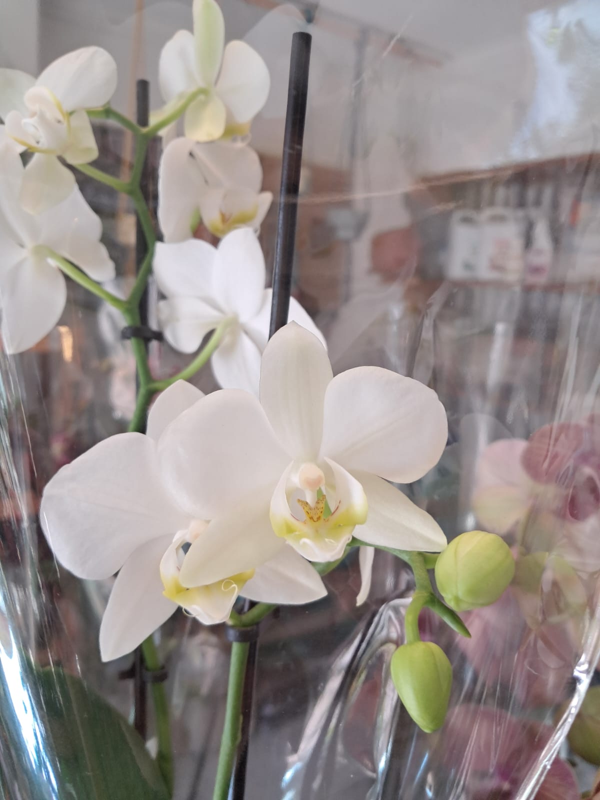 Orquidea Phalaenopsis