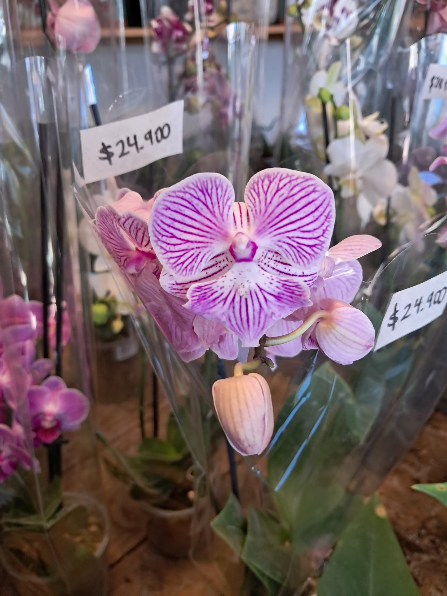 Orquidea Phalaenopsis