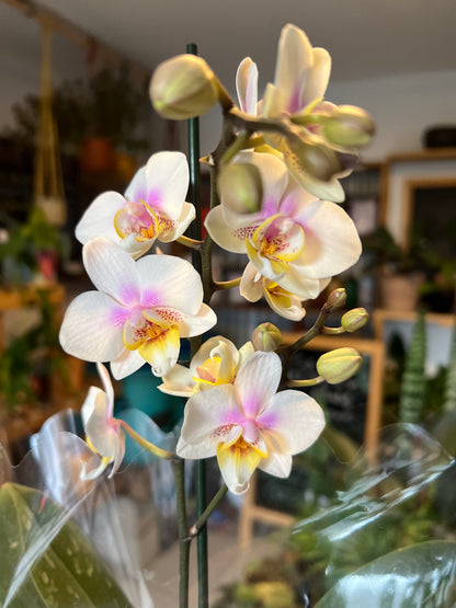 Orquidea Phalaenopsis