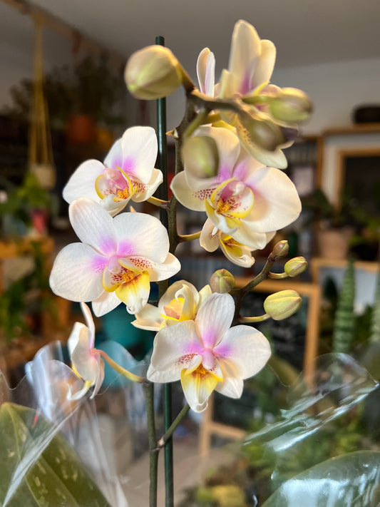 Orquidea Phalaenopsis