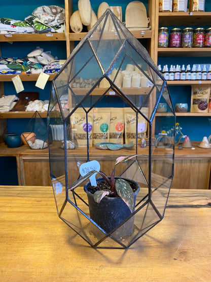 Porta Terrario de Vidrio "Huevoide" Grande