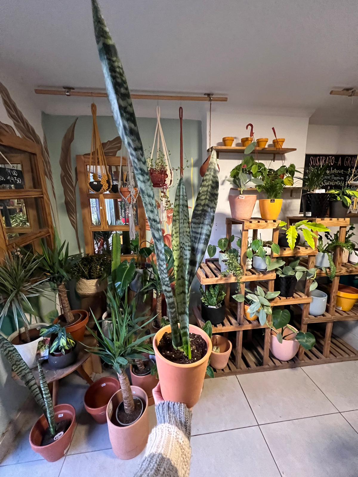 Sansevieria en Maceta Arcilla